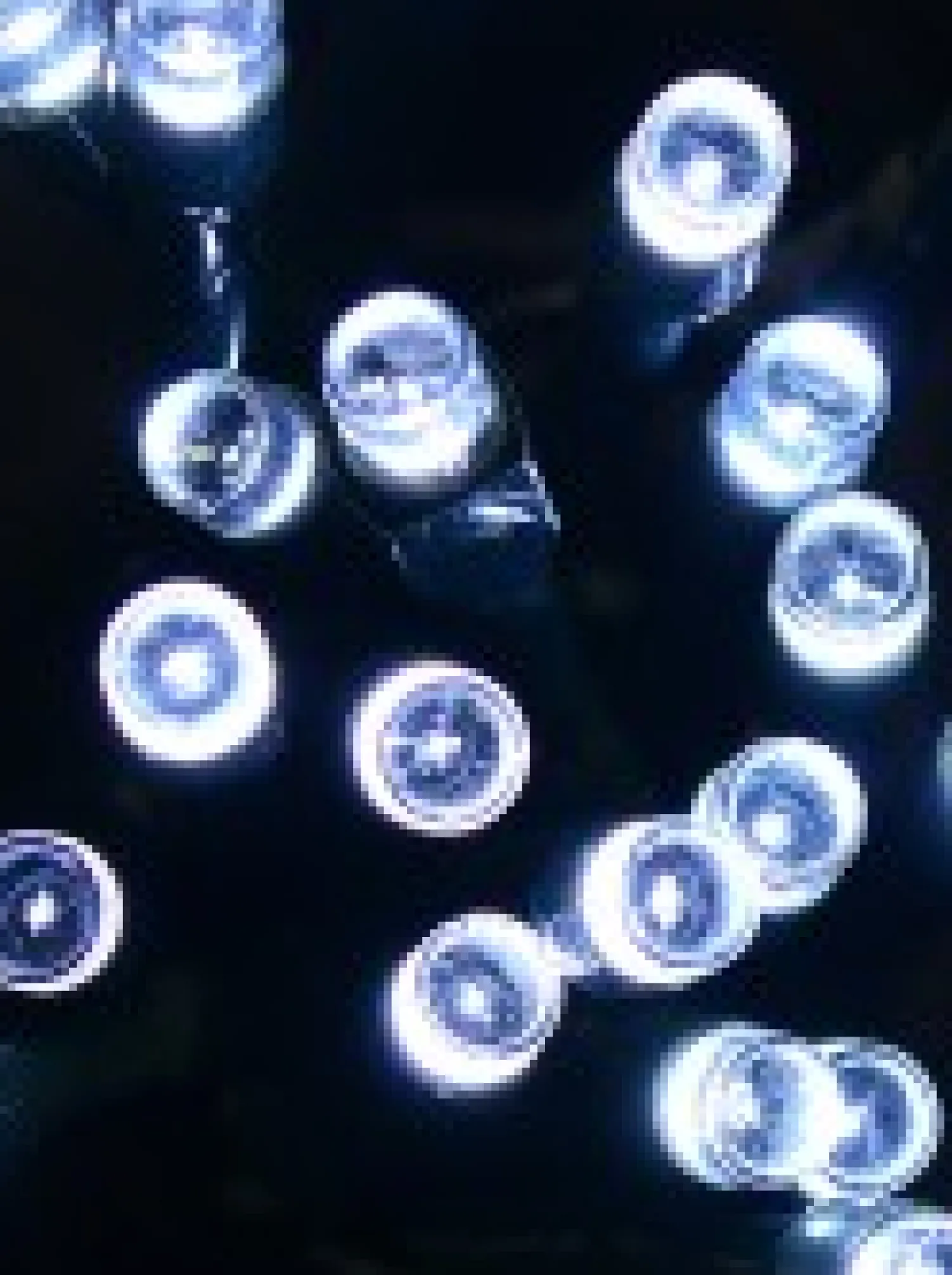 Christmas Warehouse 20 Cool White Concave Led Bulb Christmas Battery String Fairy Lights - 2.4M> Battery Operated Lights