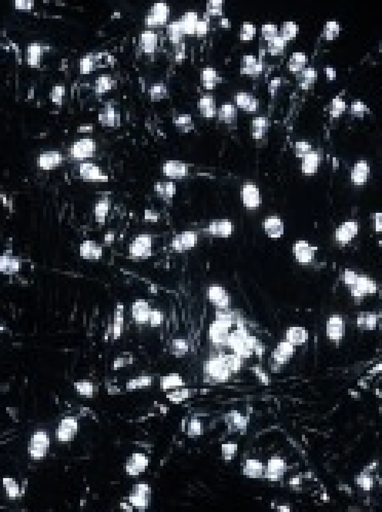 Christmas Warehouse 500 Cool White Led Concave Bulb Christmas Fairy String Lights - 25M> Led Fairy Lights