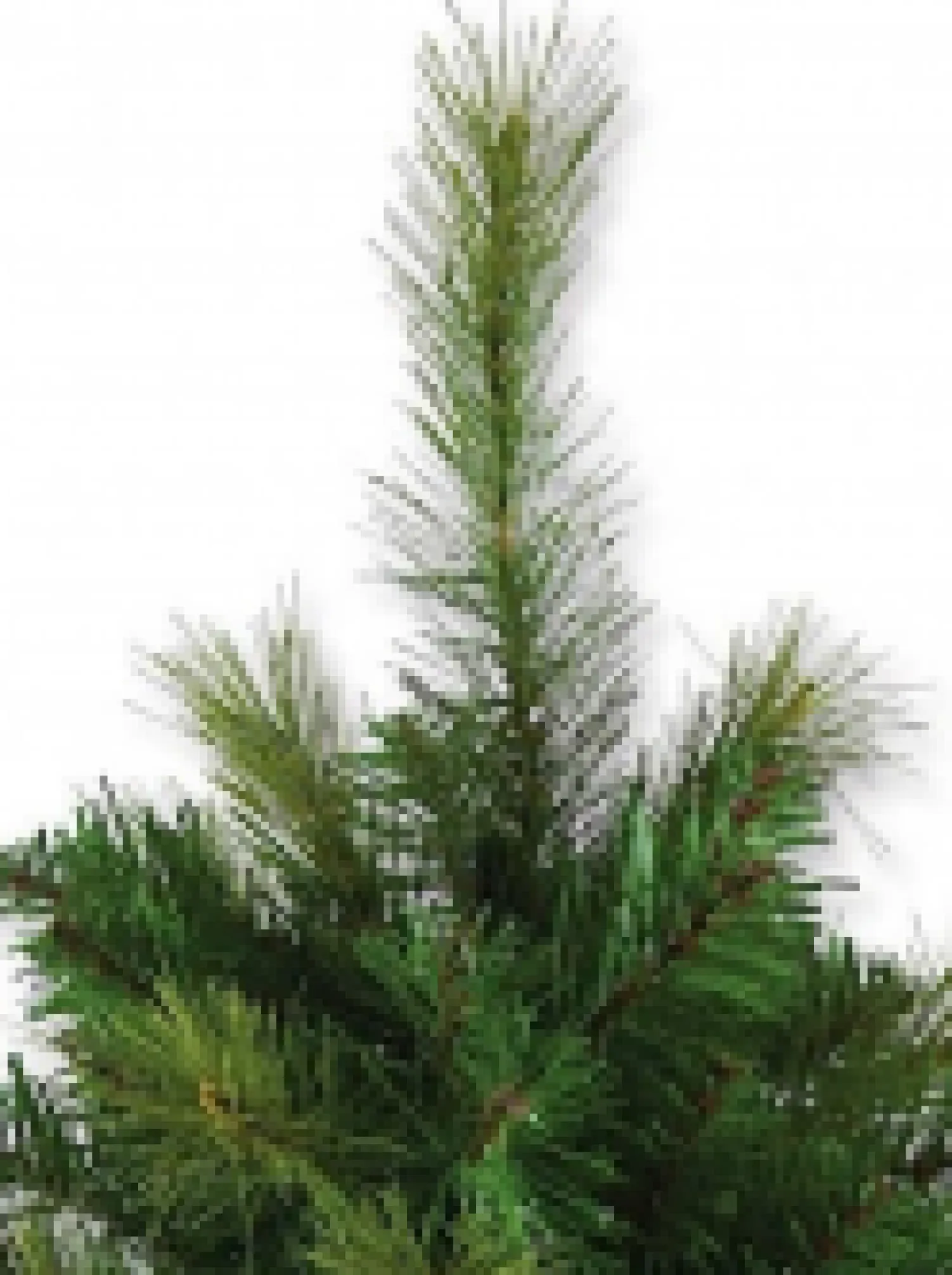 Christmas Warehouse Balsam Pine Table Top Christmas Tree With 104 Tips - 65Cm> Table Top Christmas Trees