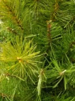 Christmas Warehouse Balsam Pine Table Top Christmas Tree With 104 Tips - 65Cm><noscript><img width=