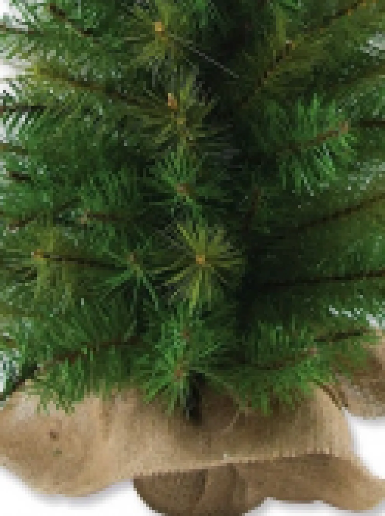 Christmas Warehouse Balsam Pine Table Top Christmas Tree With 104 Tips - 65Cm> Table Top Christmas Trees