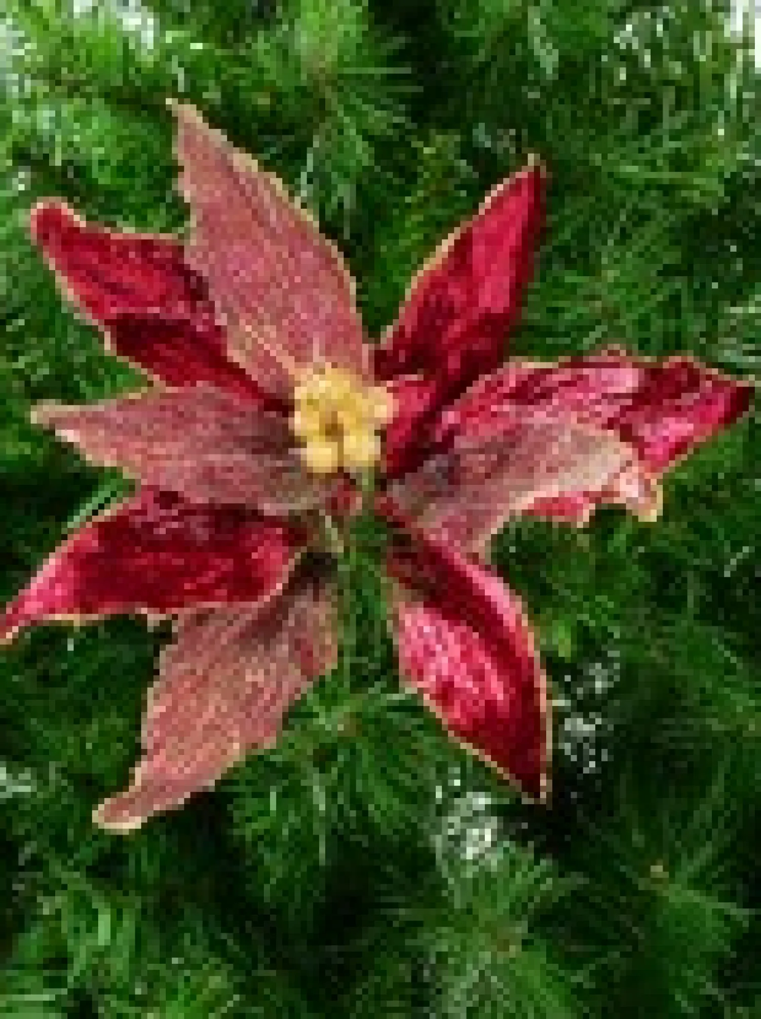 Christmas Warehouse Burgundy With Gold Stamen Poinsettia Decorative Christmas Flower Pick - 26Cm> Christmas Picks