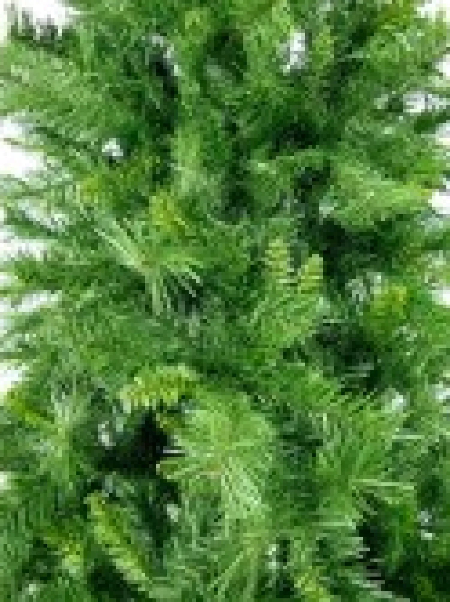 Christmas Warehouse Eastern Pine Traditional Christmas Tree With 4605 Tips - 3.6M> Traditional Christmas Trees