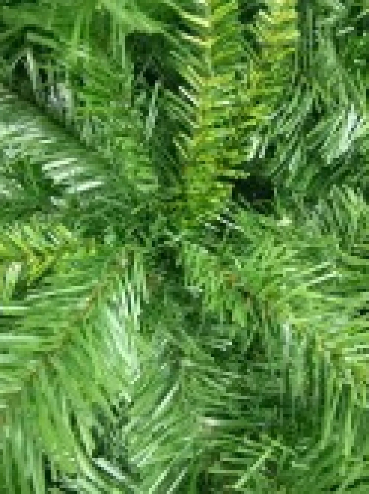 Christmas Warehouse Eastern Pine Traditional Christmas Tree With 1221 Tips - 2.3M> Traditional Christmas Trees