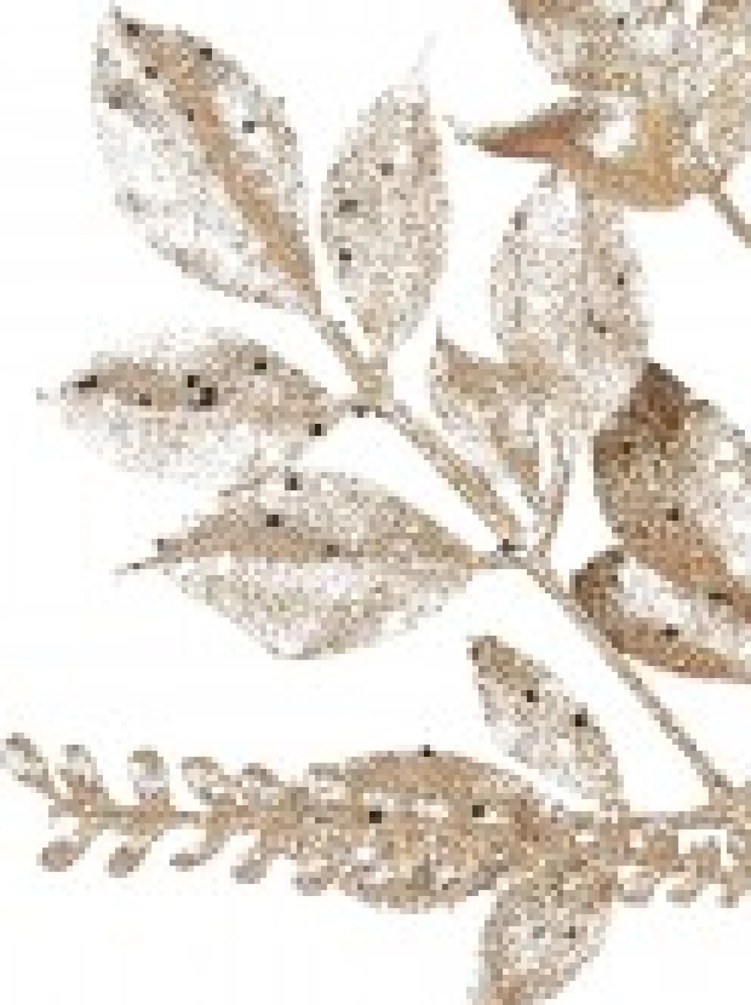 Christmas Warehouse Gold Glittered Leaves, Berries & Eucalyptus Christmas Spray Stem - 54Cm> Christmas Stems