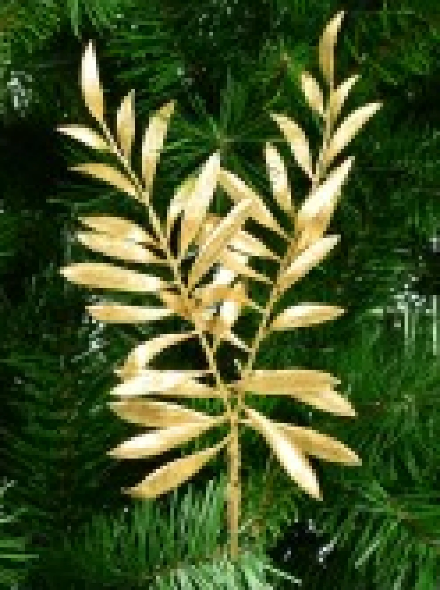 Christmas Warehouse Gold Thin Leaf Christmas Bush Two Branch Decorative Spray Pick - 26Cm> Christmas Picks