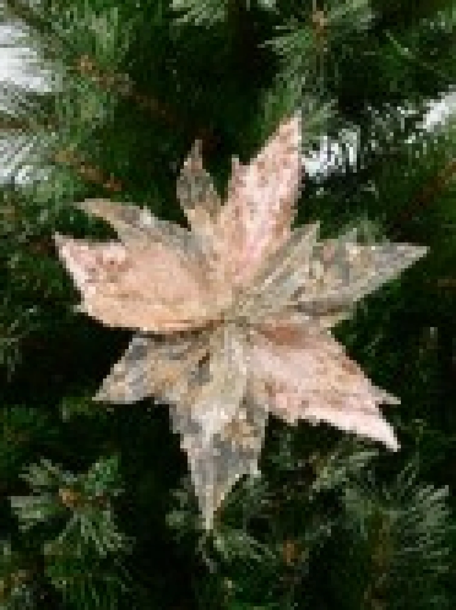 Christmas Warehouse Pink Glittered Mesh & Fabric Leaf Poinsettia Christmas Flower Pick - 23Cm> Christmas Picks