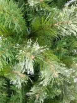 Christmas Warehouse Rocky Mountain Fir Traditional Christmas Tree With 1694 Tips - 2.3M><noscript><img width=