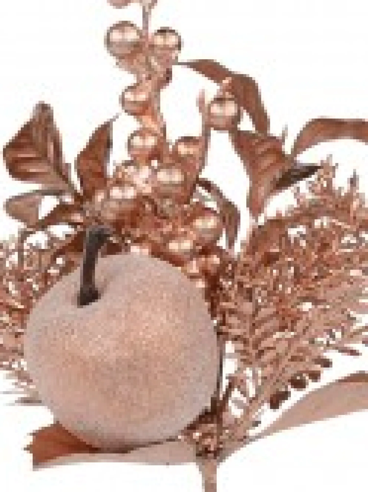 Christmas Warehouse Rose Gold Apple, Berry & Assorted Decorations Christmas Foliage Pick - 12Cm> Christmas Picks