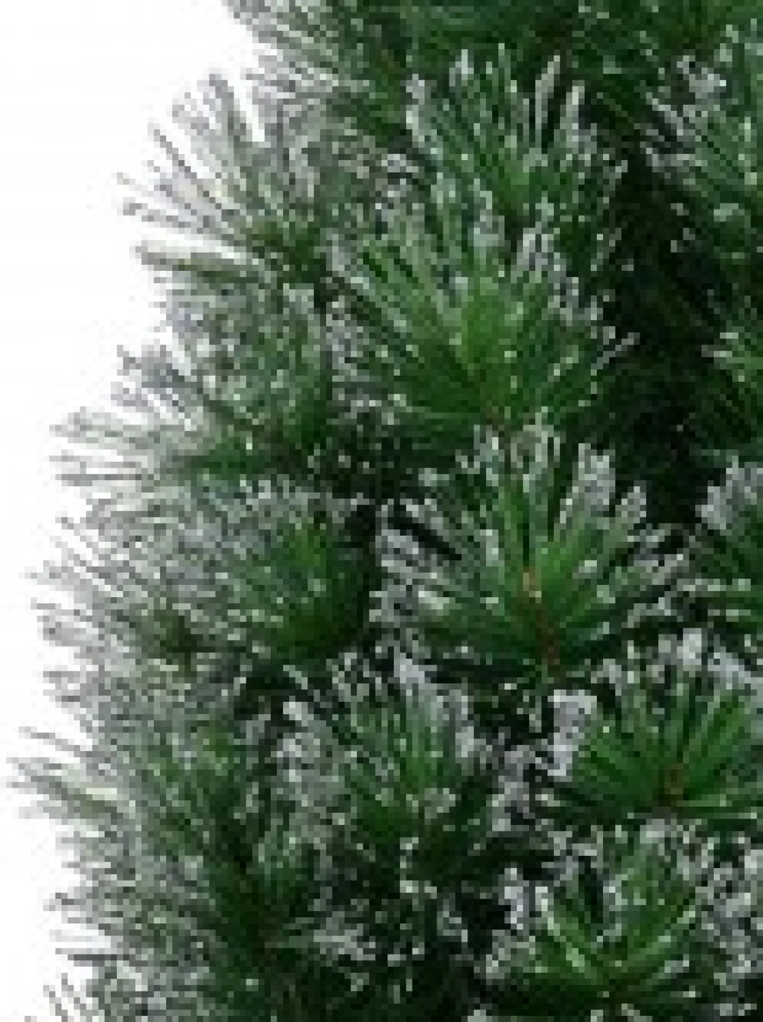Christmas Warehouse Silver Glittered Needle Tip Pine Tabletop Christmas Tree With 96 Tips - 90Cm> Table Top Christmas Trees