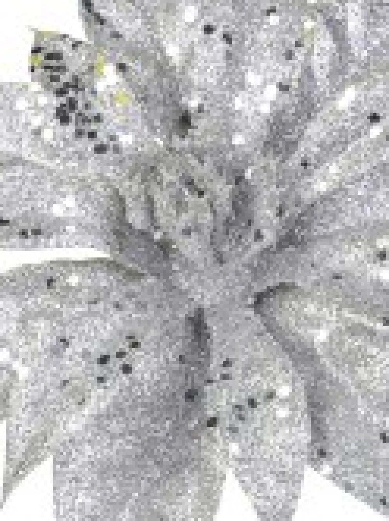 Christmas Warehouse Silver Glittered Poinsettia Decorative Christmas Flower Pick - 19Cm> Christmas Picks
