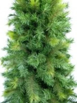 Christmas Warehouse Slimline Pine Traditional Christmas Tree With 502 Tips - 1.8M> Traditional Christmas Trees