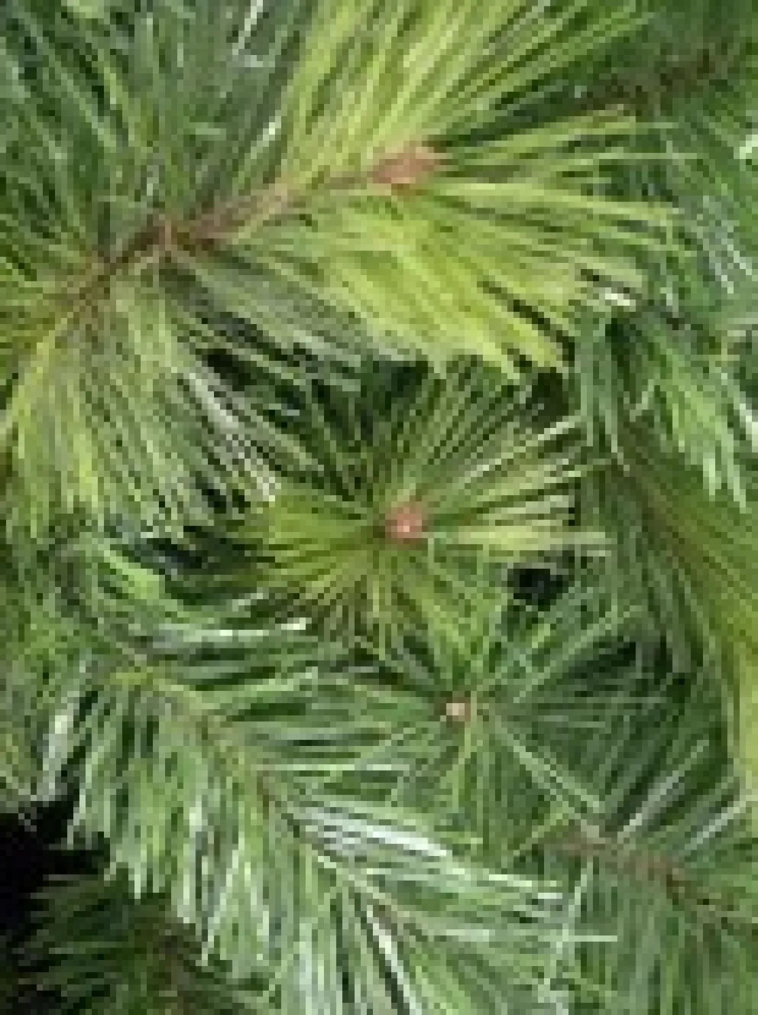 Christmas Warehouse Slimline Pine Traditional Christmas Tree With 502 Tips - 1.8M> Traditional Christmas Trees