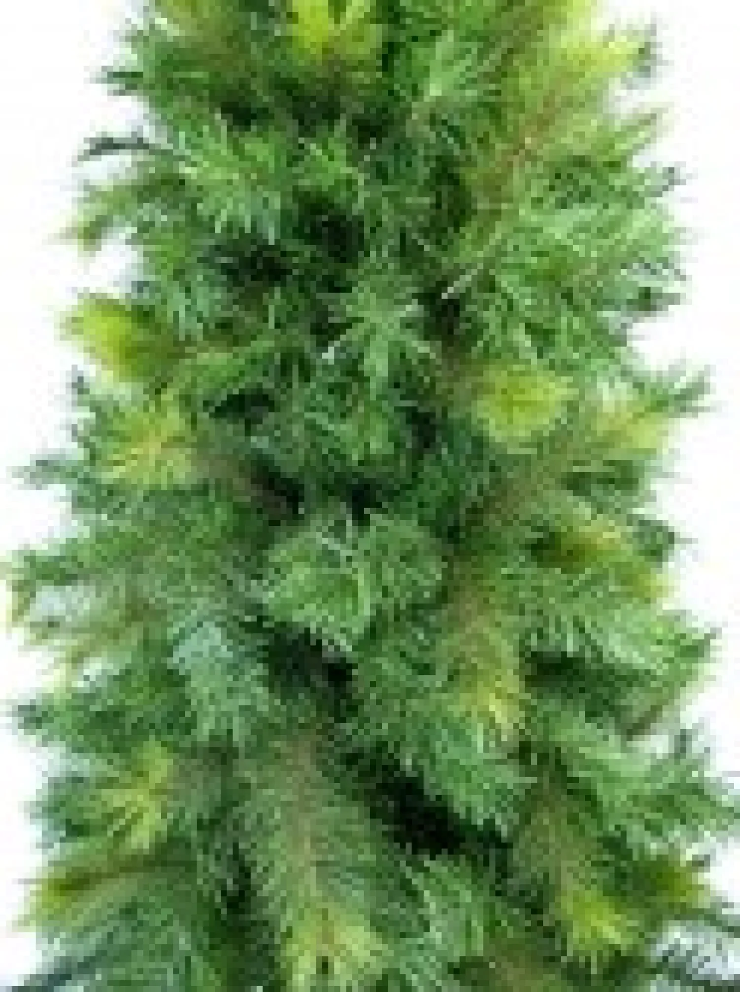 Christmas Warehouse Slimline Pine Traditional Christmas Tree With 826 Tips - 2.3M> Traditional Christmas Trees