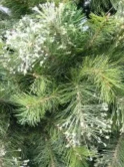 Christmas Warehouse Stratford Mixed Pine Traditional Christmas Tree With 1129 Tips - 1.8M><noscript><img width=