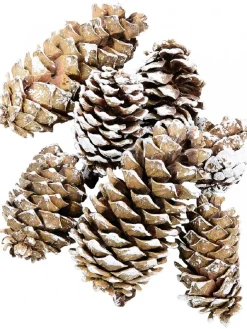 Christmas Warehouse White Frosted Tip Christmas Natural Pine Cone Decorations - 300G> Natural Christmas Decorations