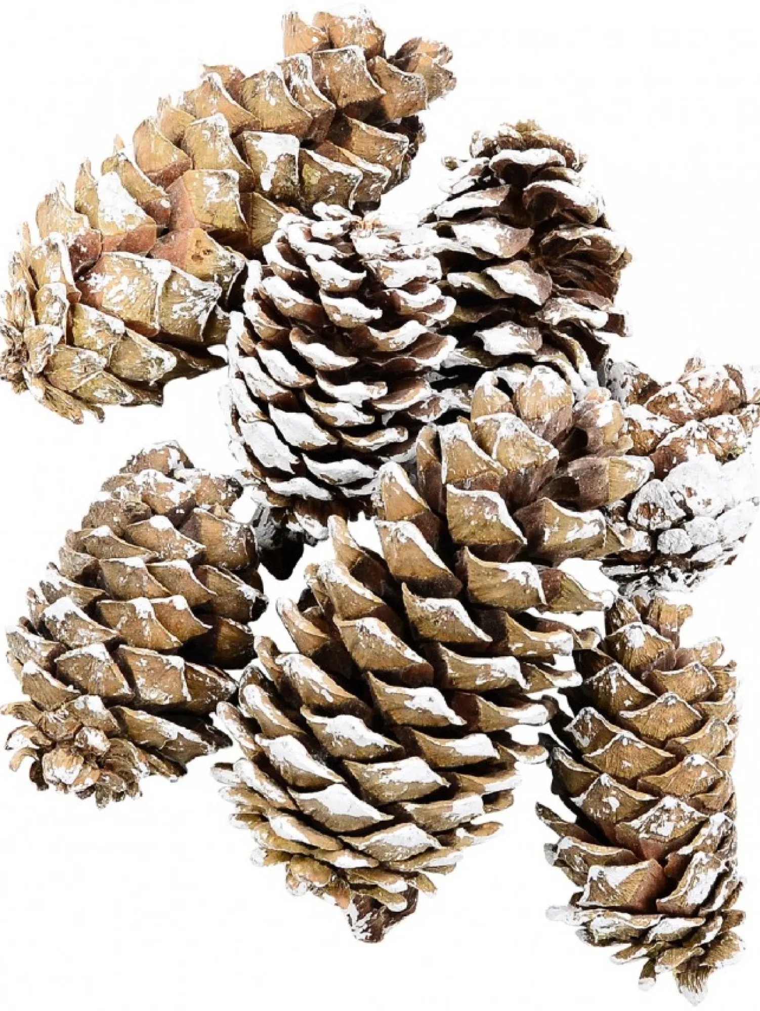 Christmas Warehouse White Frosted Tip Christmas Natural Pine Cone Decorations - 300G> Natural Christmas Decorations