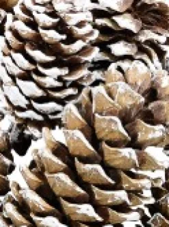 Christmas Warehouse White Frosted Tip Christmas Natural Pine Cone Decorations - 300G> Natural Christmas Decorations